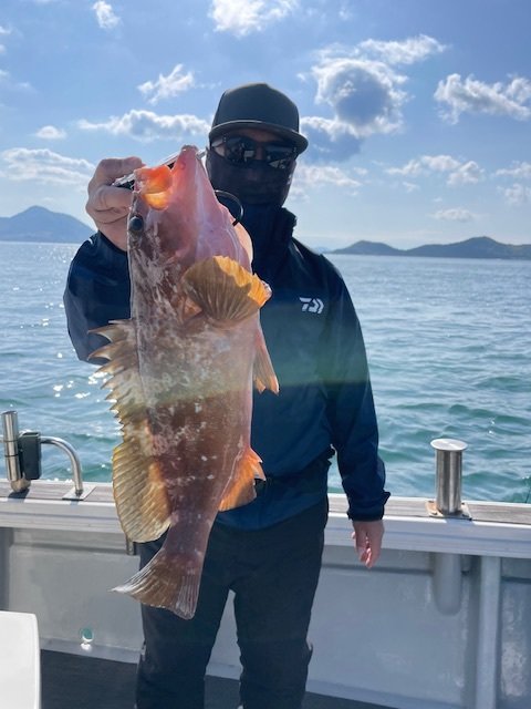 アコウ(キジハタ)