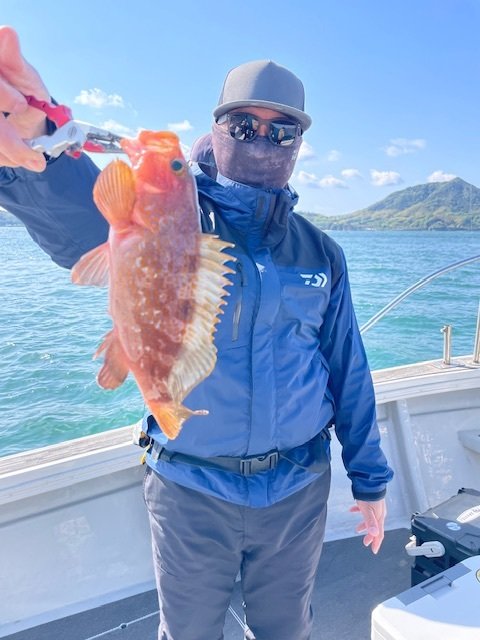 アコウ(キジハタ)