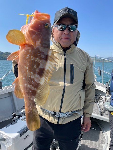 アコウ(キジハタ)