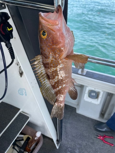 アコウ(キジハタ)