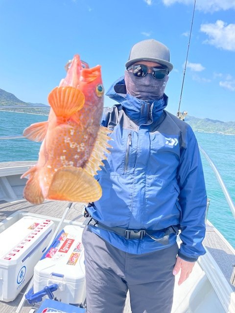 アコウ(キジハタ)