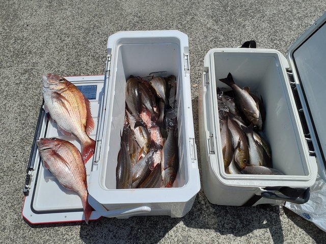 マダイ・イサキ