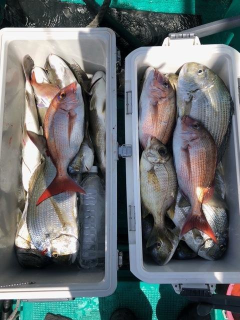 マダイ・メイチダイ・シロダイ