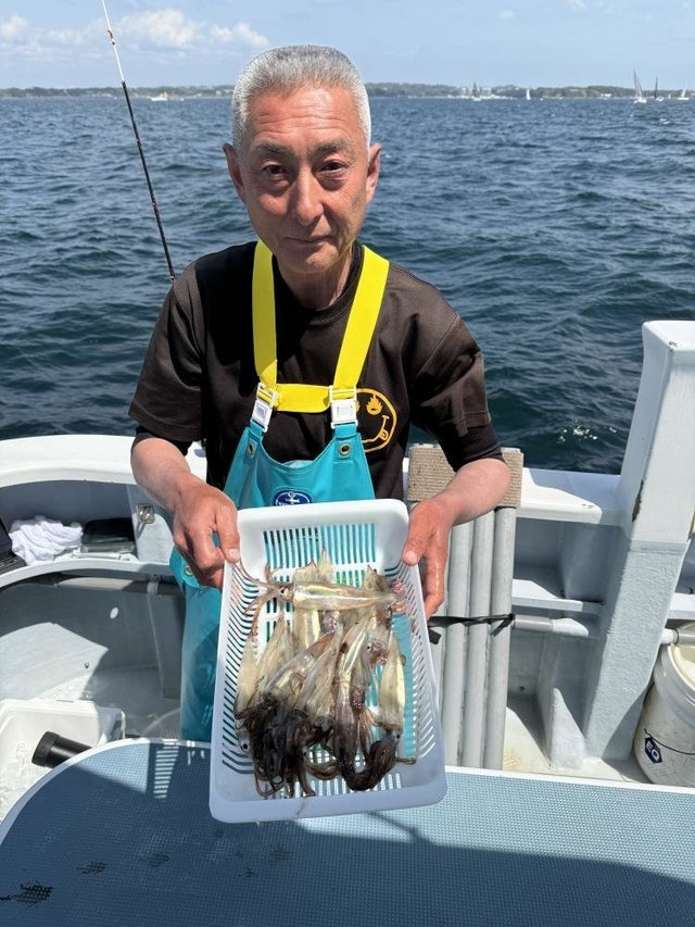 ムギイカ(スルメイカ)