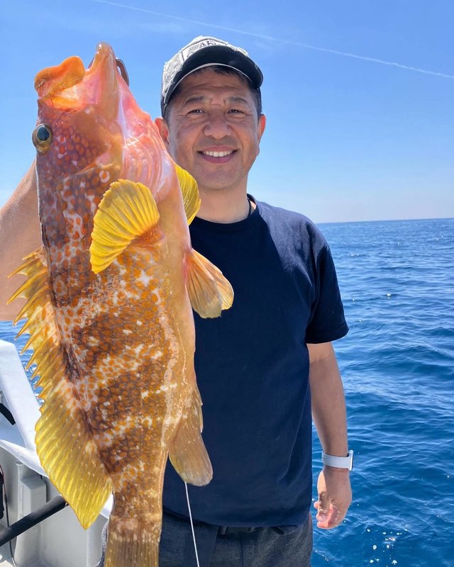 アコウ(キジハタ)