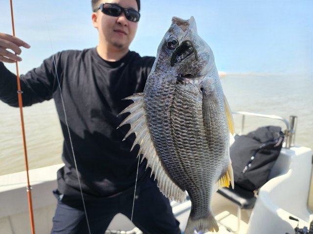 チヌ(クロダイ)