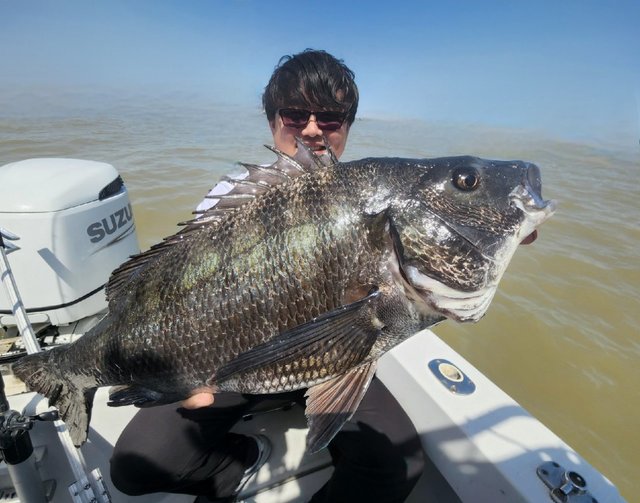 チヌ(クロダイ)