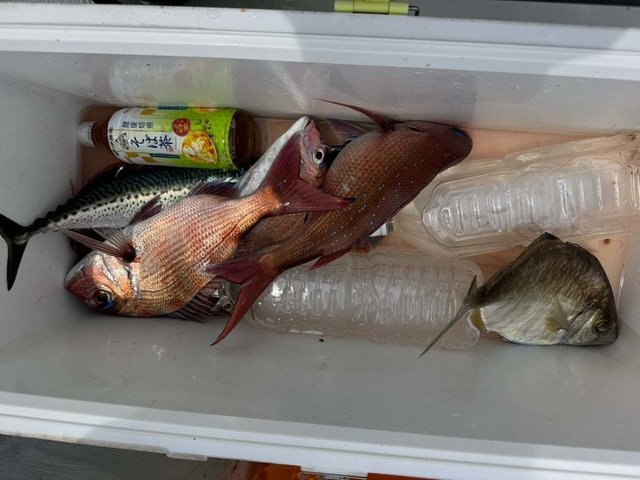 マダイ・カイワリ・イサキ・サバ(ゴマサバ)