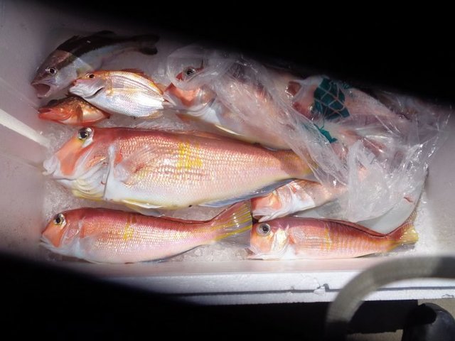 アマダイ(アカアマダイ)