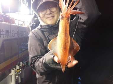 マイカ(ケンサキイカ)