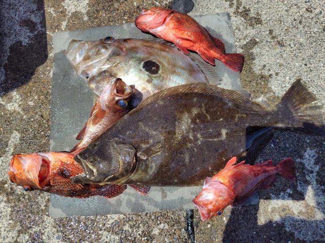 カンコ(ウッカリカサゴ)・メバル・ヒラメ・マトウダイ
