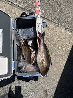 イサギ(イサキ)