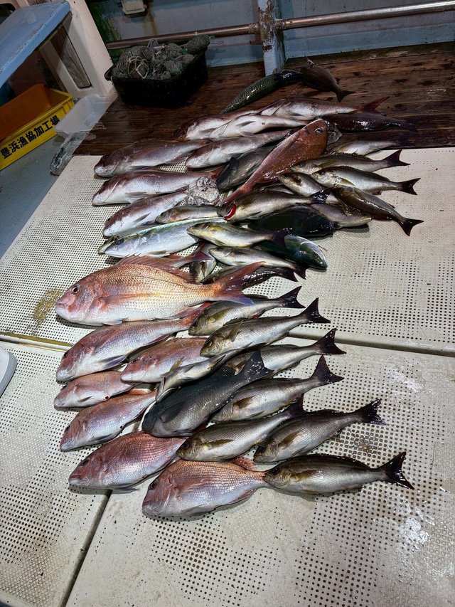 マダイ・グレ(メジナ)・ヒラマサ・イサキ