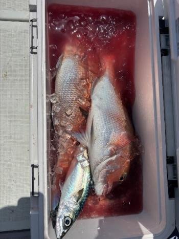 マダイ・サバ(マサバ)