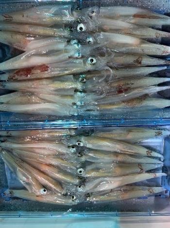 マイカ(ケンサキイカ)