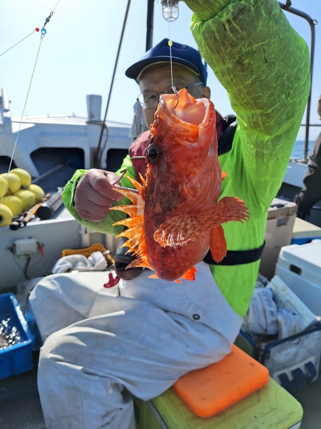 アラカブ(カサゴ)