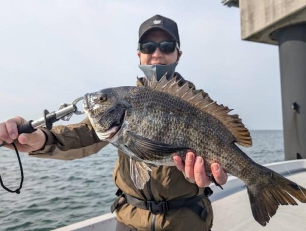 チヌ(クロダイ)