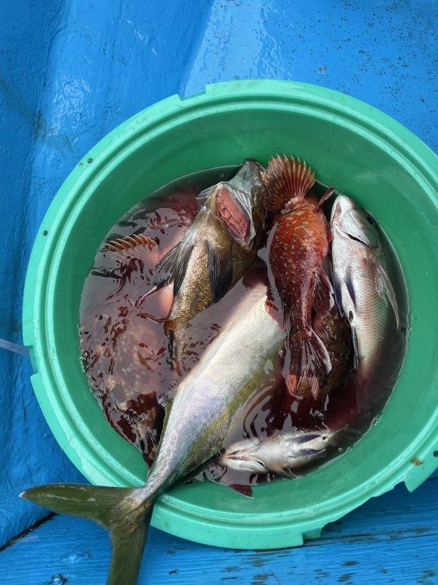 イナダ(ブリ)・カサゴ