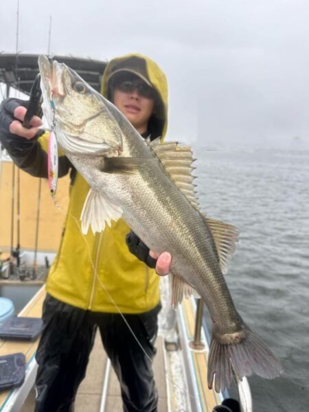 シーバス(スズキ)