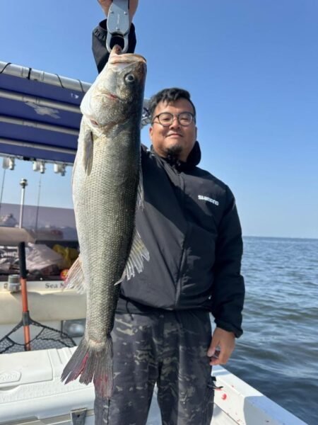 シーバス(スズキ)