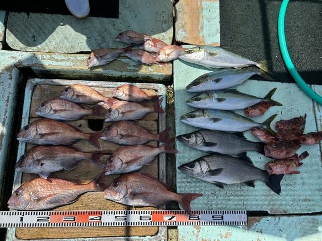 マダイ・ヒラスズキ・ハマチ(ブリ)・ガシラ(カサゴ)