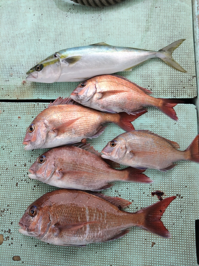 タイ(マダイ)・ハマチ(ブリ)