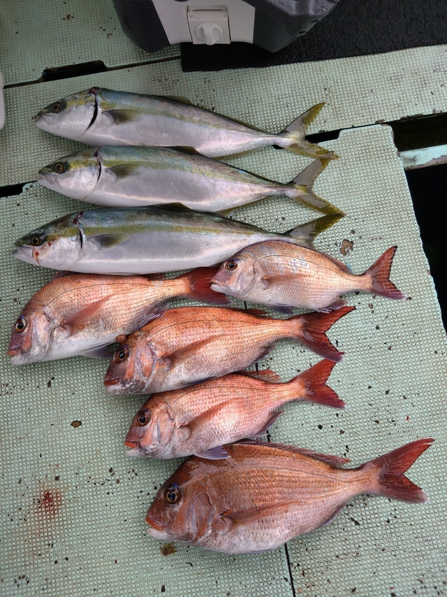 タイ(マダイ)・ハマチ(ブリ)