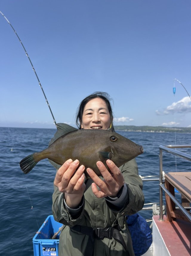 ウマズラハギ(ウマヅラハギ)