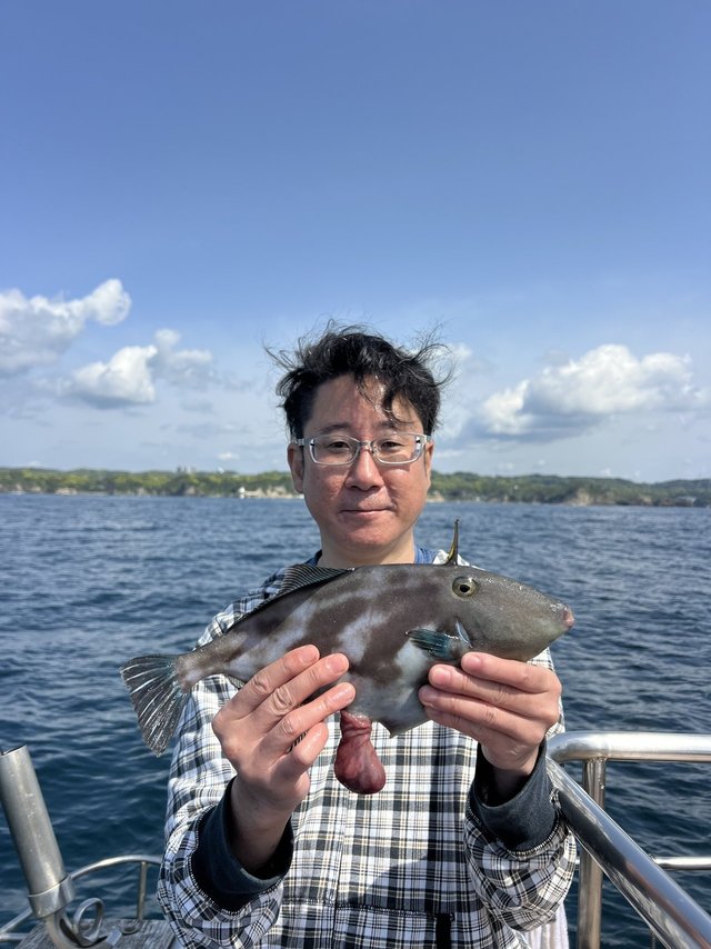 ウマズラハギ(ウマヅラハギ)