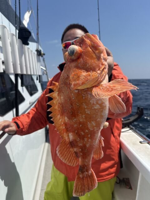 ウッカリカサゴ