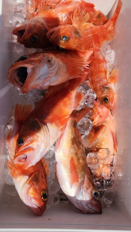 カンコ(ウッカリカサゴ)