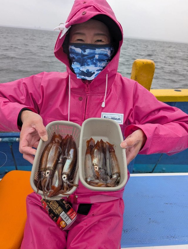 ムギイカ(スルメイカ)