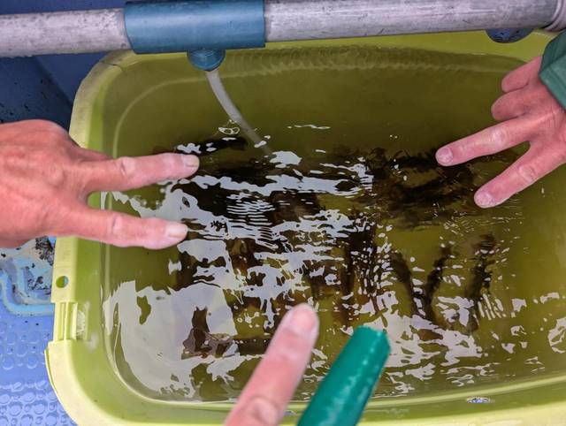 ムギイカ(スルメイカ)