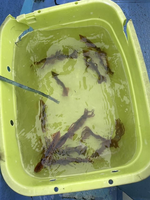 ムギイカ(スルメイカ)