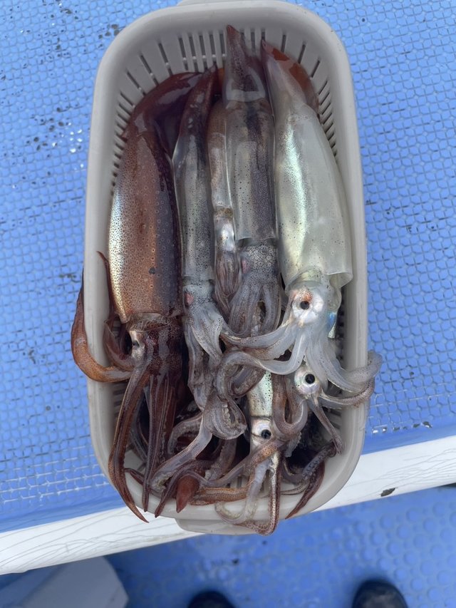 ムギイカ(スルメイカ)