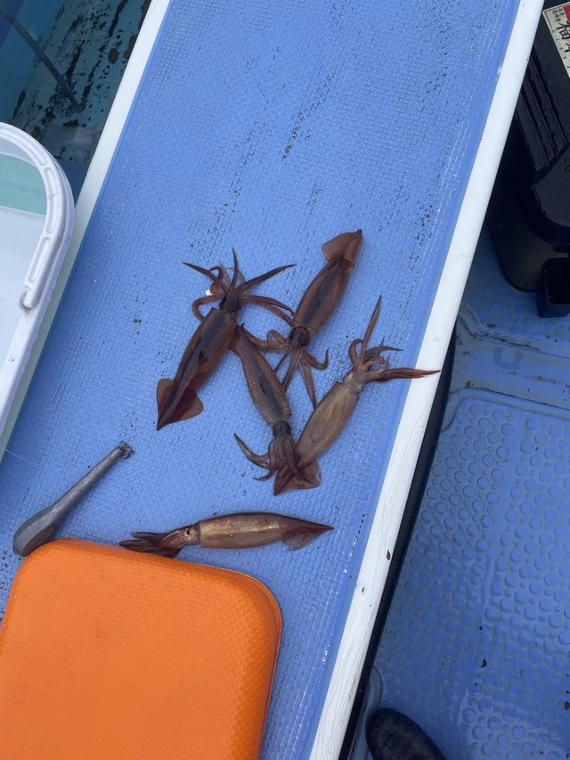 ムギイカ(スルメイカ)