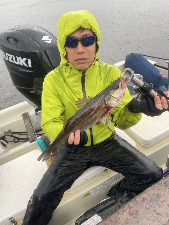 シーバス(スズキ)