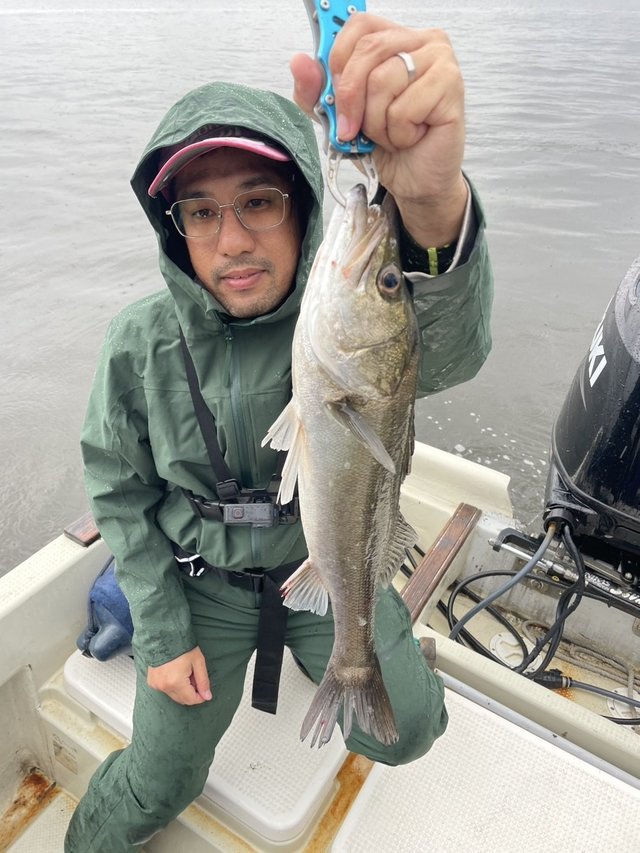 シーバス(スズキ)