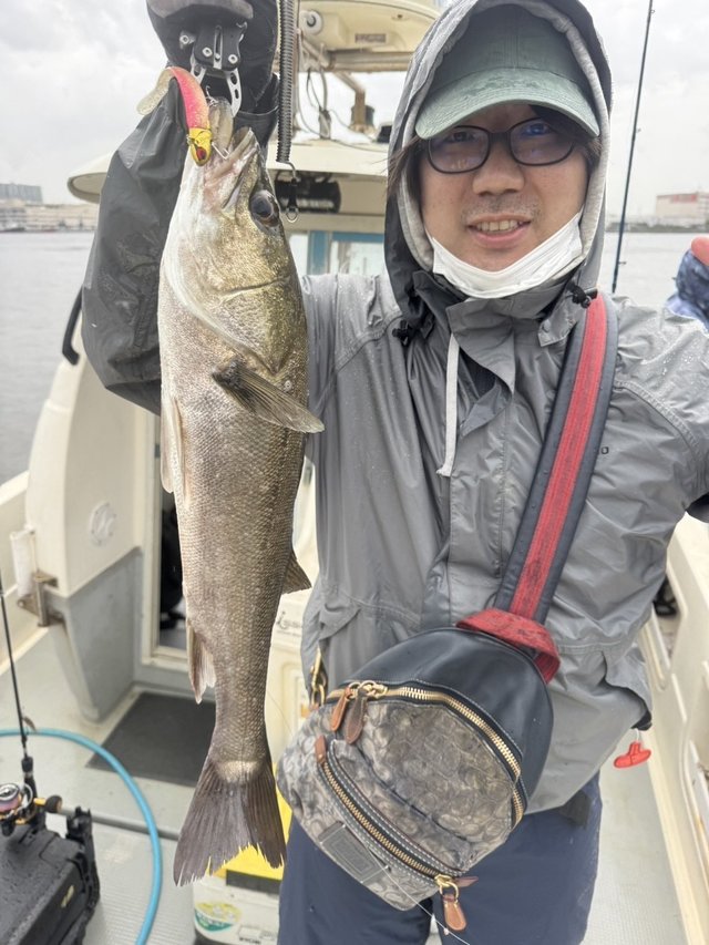 シーバス(スズキ)