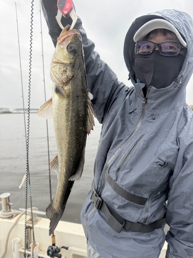 シーバス(スズキ)