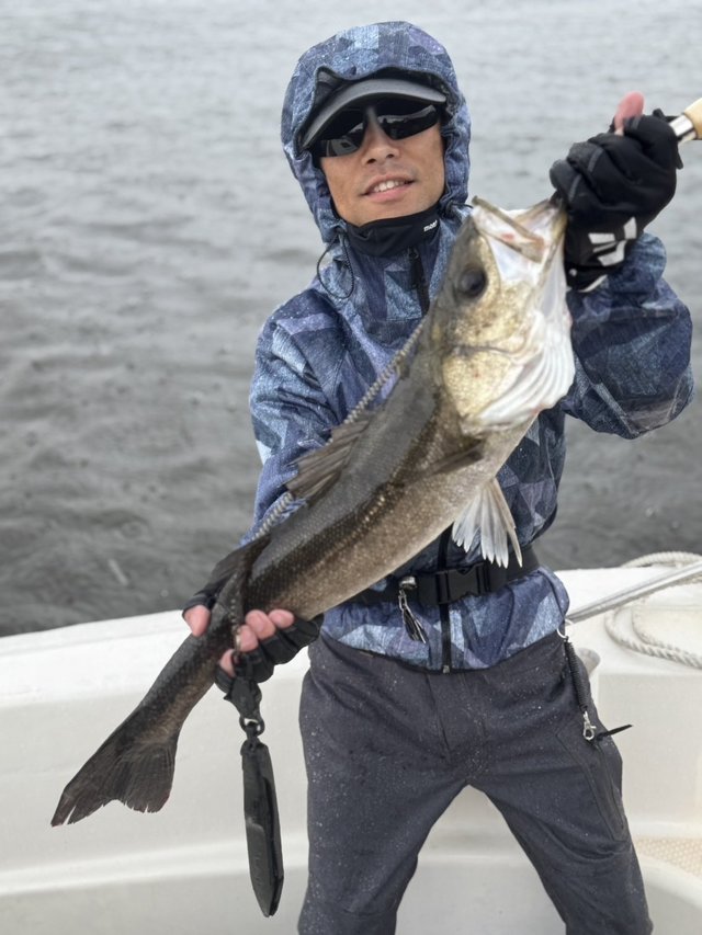 シーバス(スズキ)