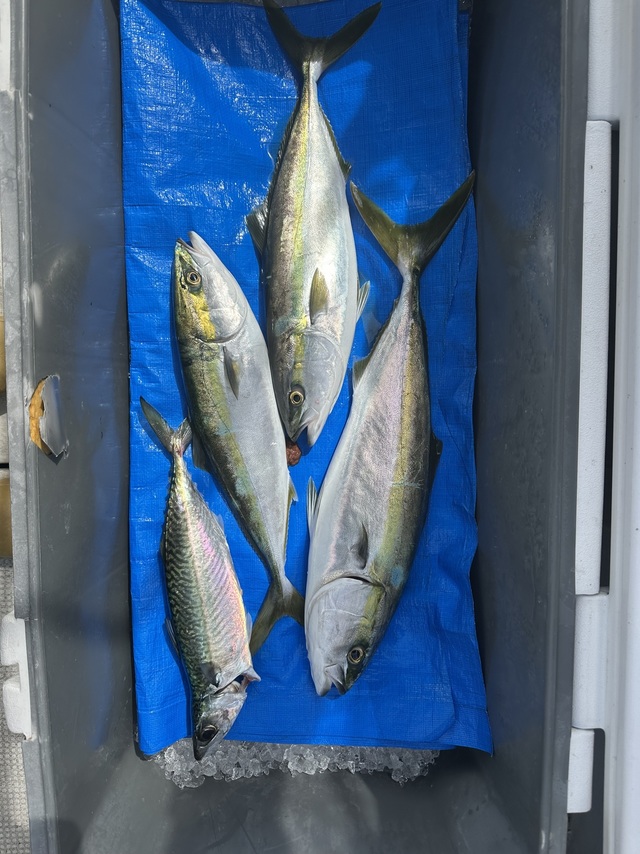 ハマチ(ブリ)・マサバ