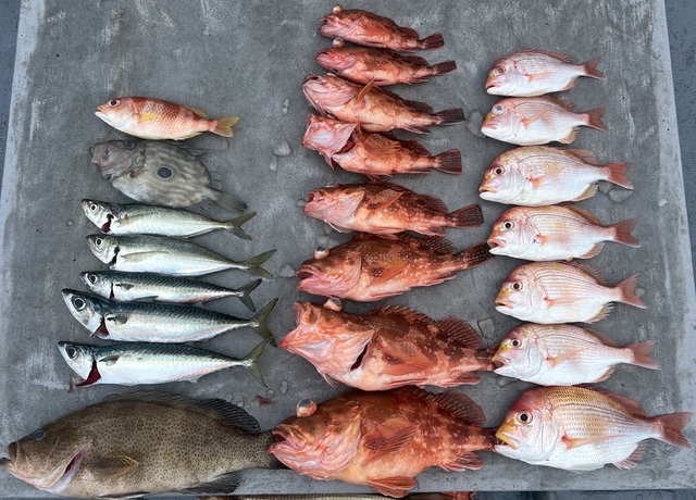 レンコダイ(キダイ)・オオモンハタ・アジ(マアジ)・サバ(マサバ)・ウッカリカサゴ・マトウダイ