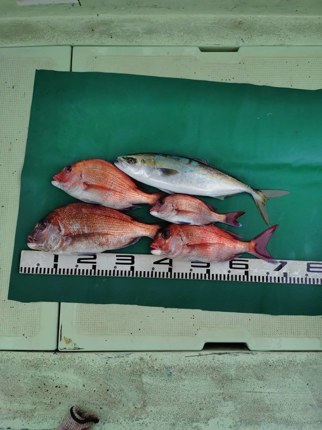 マダイ・ツバス(ブリ)