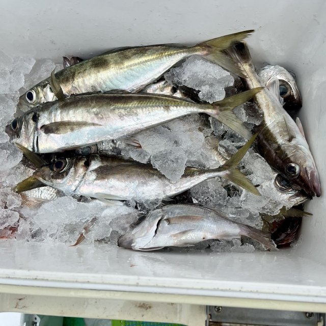 アジ(マアジ)・シロムツ(オオメハタ)