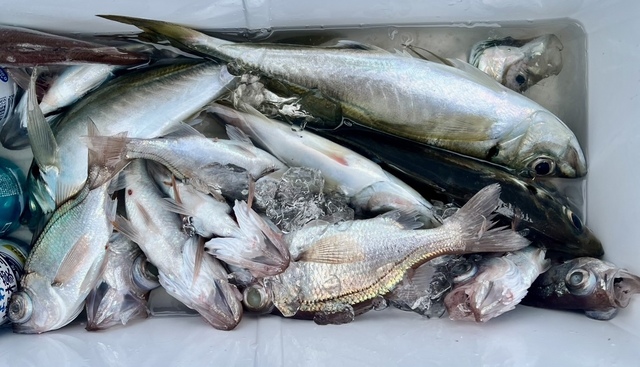 アジ(マアジ)・シロムツ(オオメハタ)