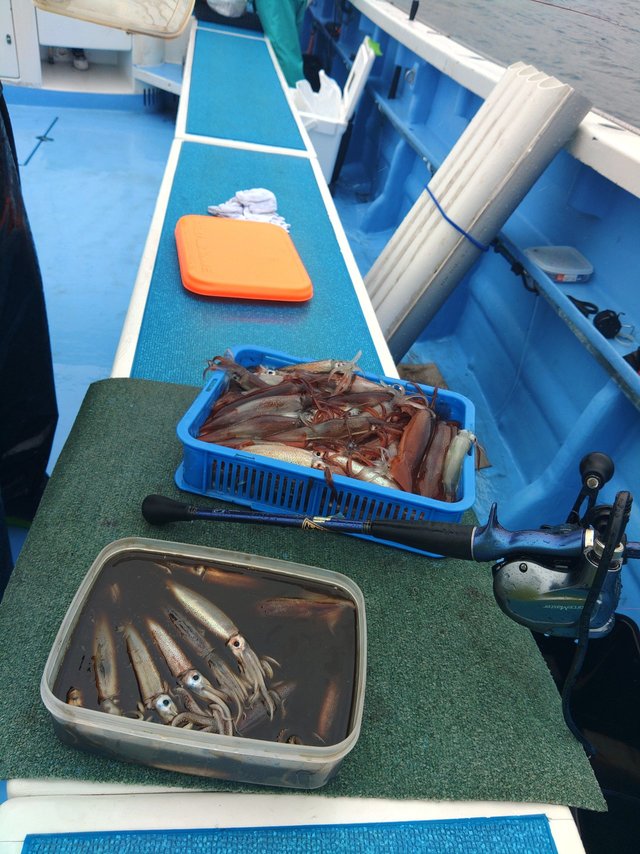 ムギイカ(スルメイカ)