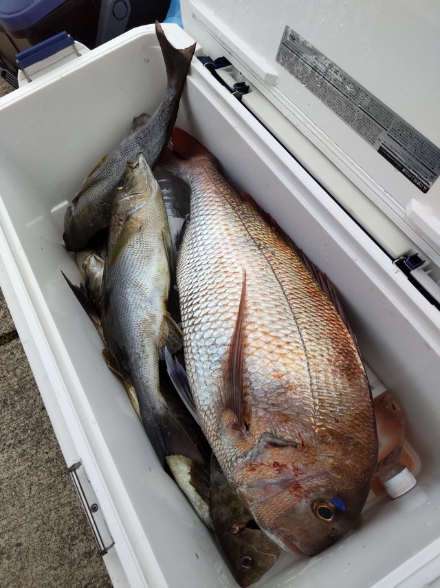 マダイ・イサキ