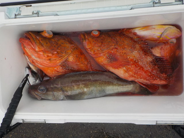 アラ・カンコ(ウッカリカサゴ)