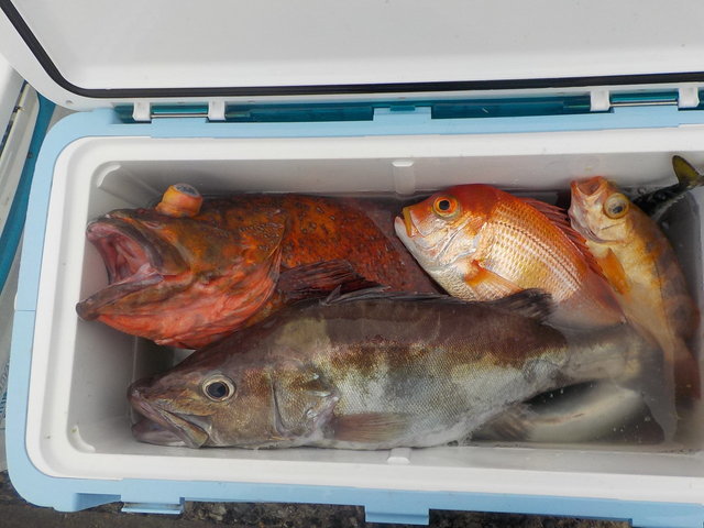 アラ・カンコ(ウッカリカサゴ)